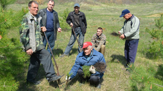 В Воробьевском районе посадили сосновый бор