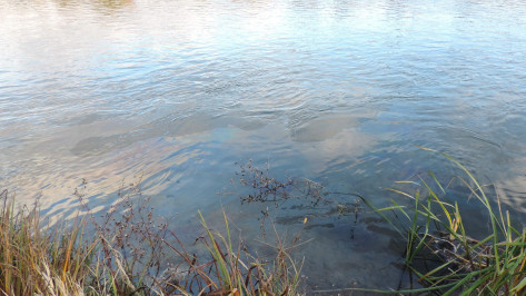 Росприроднадзор изучает природу маслянистого пятна в реке Дон под Воронежем