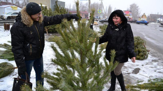 В Грибановке открылись елочные базары