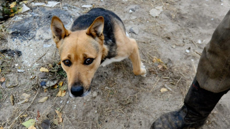Трехлапый пес Тоша помог собрать для воронежского приюта «Дора» 20 тыс   рублей