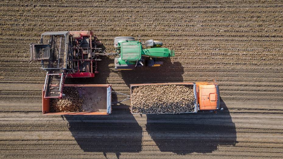 Воронежские заводы ГК «Продимекс» переработали более 4,32 млн тонн сахарной свеклы