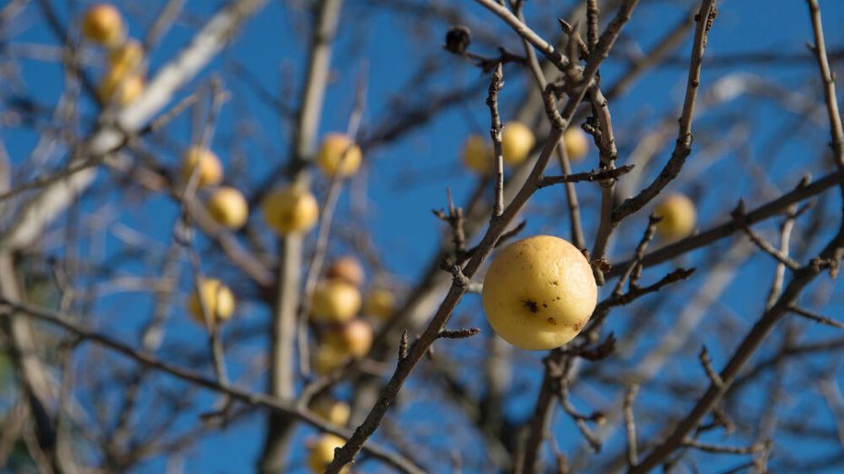 Губернатор Воронежской области: «Туристическая привлекательность яблоневого сада спорна»