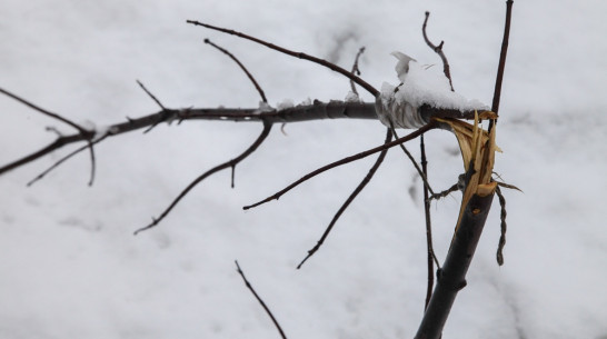В центре Острогожска неизвестные сломали 11 молодых кленов