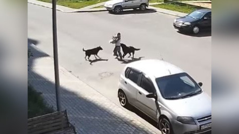 Собаки напали на девочку в воронежском Шилово