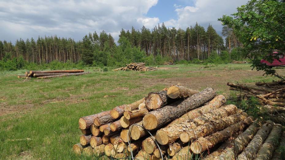 В Воронеже прошла форсайт-сессия о малотоннажной деревообработке в лесном хозяйстве