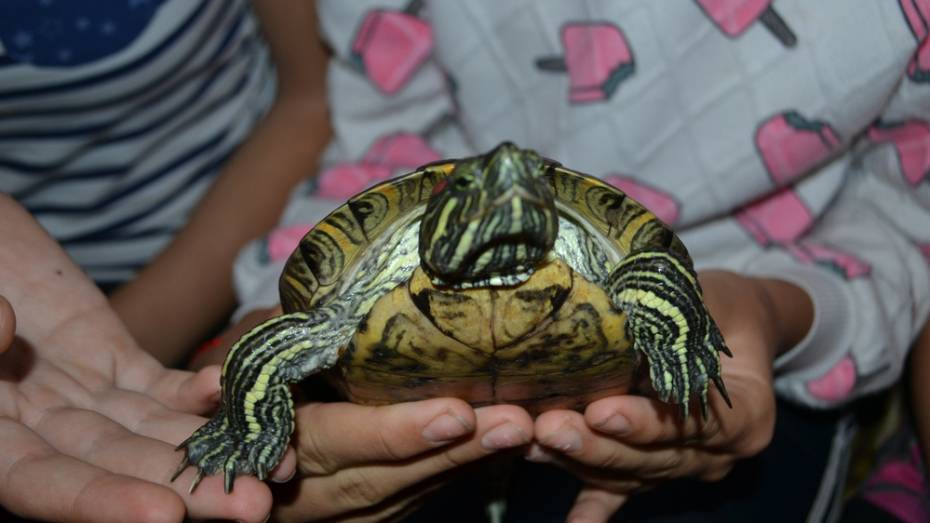 В ольховатском селе Бугаевка подростки выловили в реке красноухую черепаху
