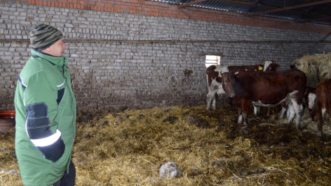 Лимузин в полях. Терновский фермер занимается полеводством и мясным животноводством