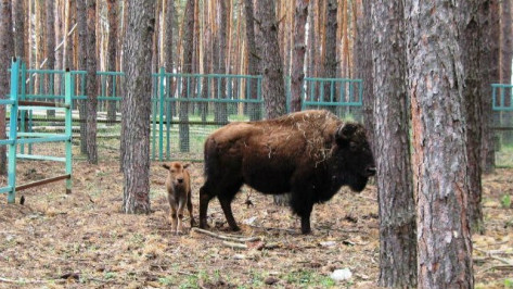 В Воронежском зоопитомнике «Червленый Яр» у пары бизонов родился детеныш