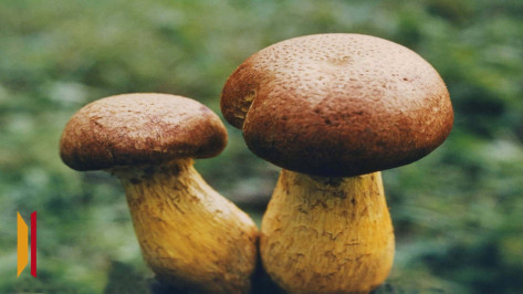 В Воронежской области мужчина не исполнил социальный контракт на выращивание грибов и заплатил 361 тыс рублей