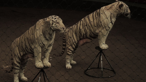 В Воронежском цирке выступают тигры-мутанты, которых заставить жить сложнее, чем обучить трюкам
