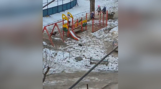 В Воронежской области стая собак окружила детей на игровой площадке