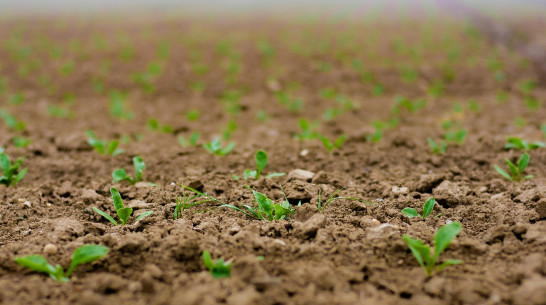 Воронежские предприятия «Продимекс» завершили сев сахарной свеклы и пересев яровых культур