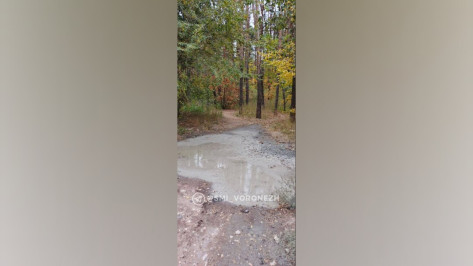 В Воронеже водитель бетономешалки слил отходы в Северный лес: видео