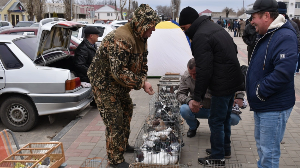 выставка голубей. выставка голубей воронеж 2023 ноябрь. ярмарка голубей в воронеже. голуби воронеж видео. голуби выставки 2021.