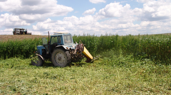 Пять гектаров конопли росло на поле, принадлежащем сахарному заводу под Новохоперском