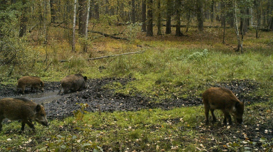 Воронежцам показали, как кабанчики принимают грязевые ванны