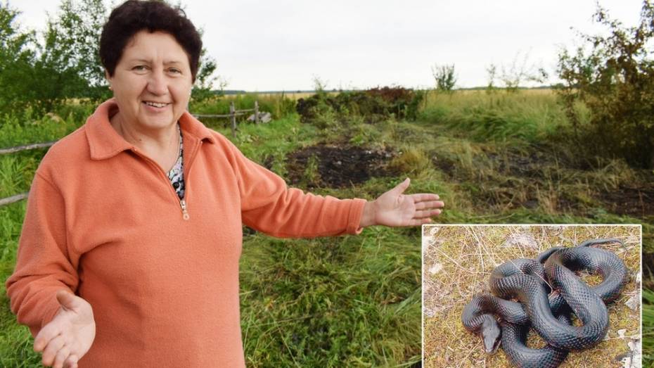 В Грибановке жители обнаружили гнездо гадюки рядом с домом