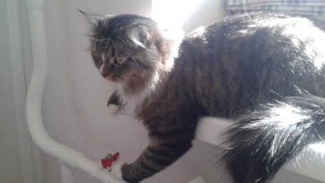 В Воронеже выросло количество аварий на теплосетях