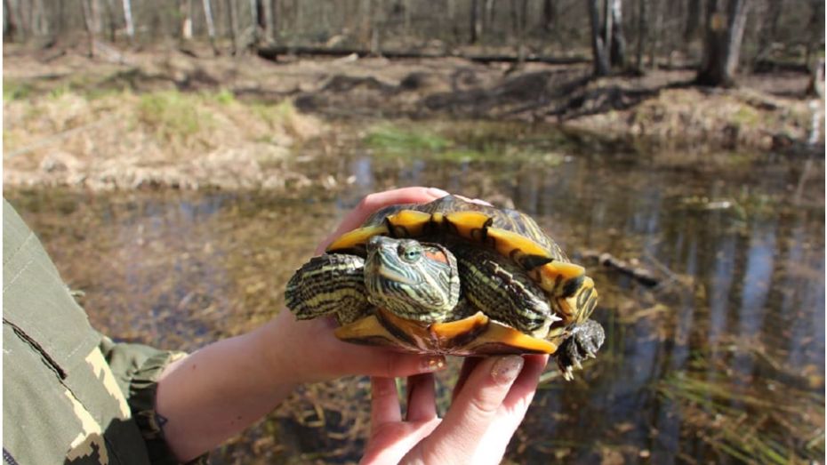 Воронежцы вновь выпустили красноухих черепах в Черепашье озеро