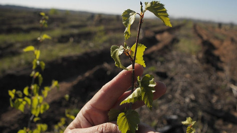 Таловчане высадили 8,4 тыс деревьев прошедшей весной