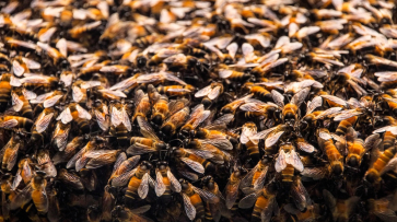 Пчелы заняли детскую площадку в воронежском ЖК