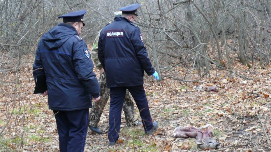 В Каменском районе в лесополосе обнаружили останки 3 косуль