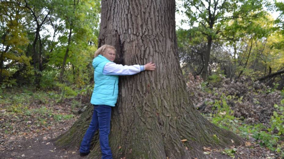 В Эртильском районе 300-летний дуб признали памятником живой природы