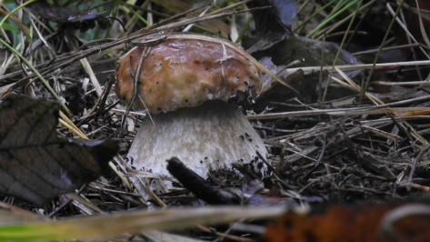 Четыре жителя Воронежской области умерли от отравления грибами