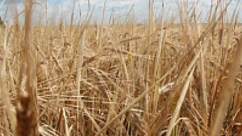 В Таловском районе намолотили 40 тысяч тонн пшеницы