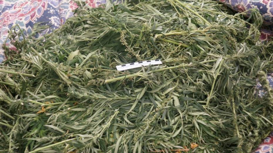 Полицейские нашли у жителя Грибановского района килограмм марихуаны