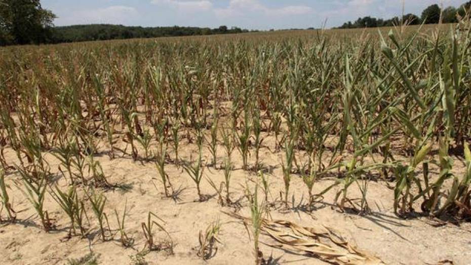 В Верхнемамонском районе посевы зерновых гибнут от засухи