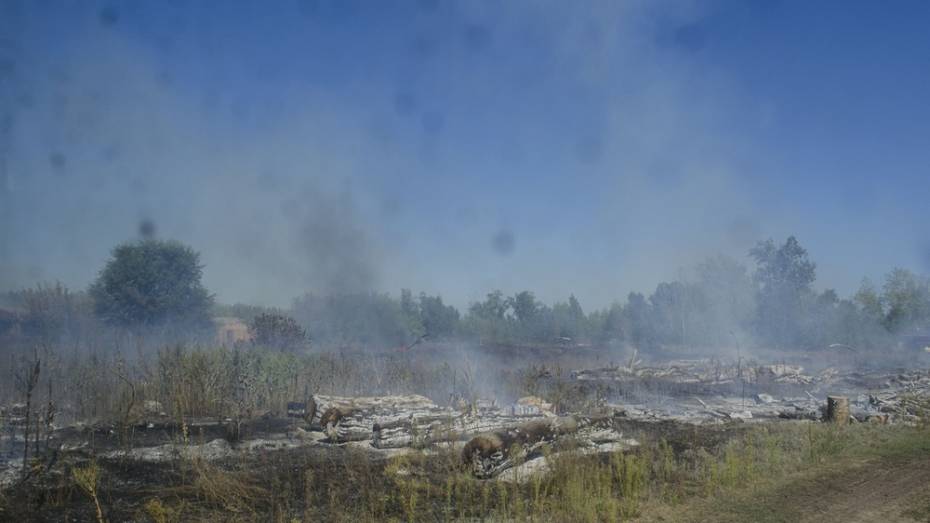 На свиноферме в Воронежской области сгорели 30 животных