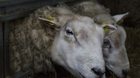 В Воронежской области сторож пойдет под суд за кражу баранов