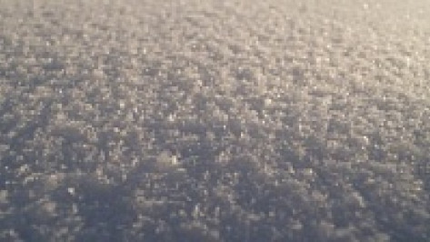 Россельхознадзор нашел снеговую шубу в Воронежской области