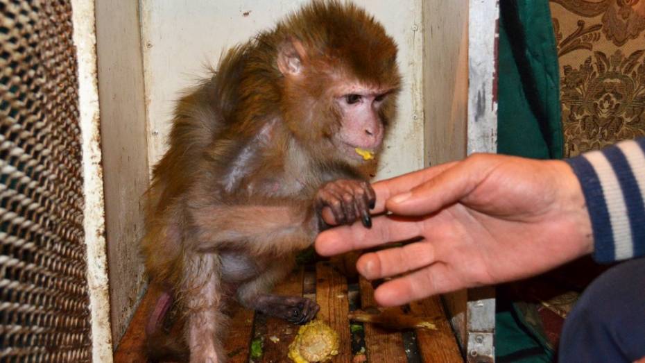 В Воронежской области работники передвижного цирка нашли сбежавшего шимпанзе