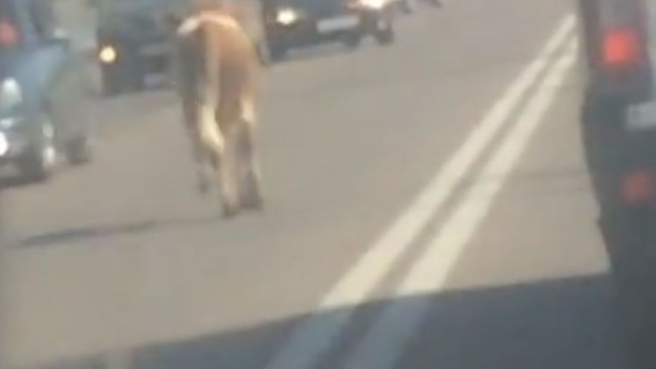 Воронежцы сняли на видео бегущего по проезжей части теленка