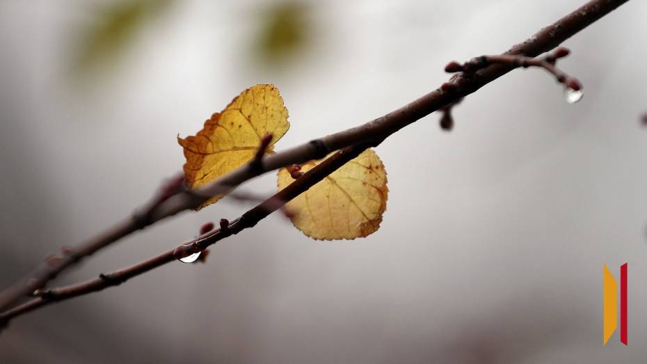 Воронежцев ожидают теплые и дождливые выходные