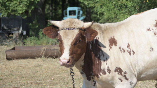 Бешенство животных выявили в 9 районах Воронежской области в 2023 году