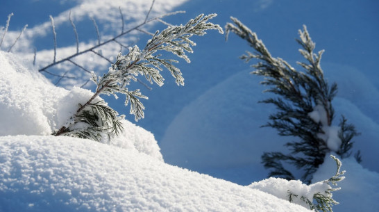 Снежный март поставил под угрозу озимые в Воронежской области 
