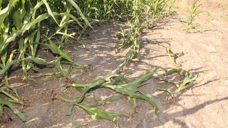В Хохольском районе градом повредило более 400 га кукурузы