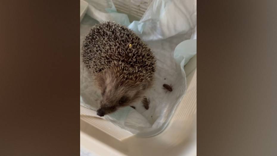 Воронежские волонтеры спасли ежика с воспалением верхних отделов дыхательных путей