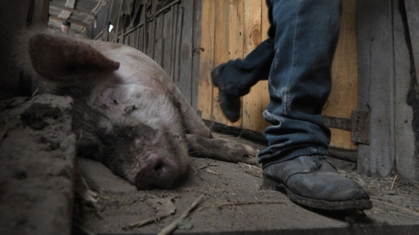 Воронежским животноводам выплатили 33 миллиона рублей компенсаций за уничтоженных из-за АЧС свиней 