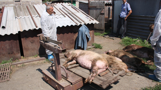 Свиная чума: правда и мифы