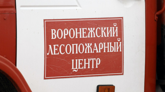 Запрет на посещение лесов в Воронежской области продлят до 6 сентября