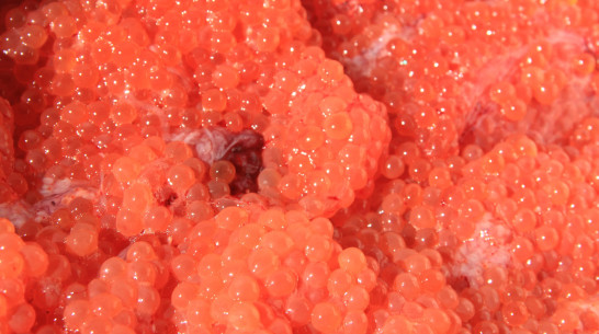 Воронежцев предупредили о кишечной палочке в красной икре пяти фирм