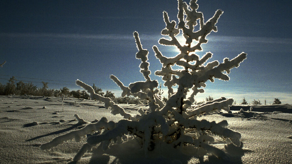 Мэрия Воронежа сдаст в аренду базу отдыха за 320 тыс рублей в год