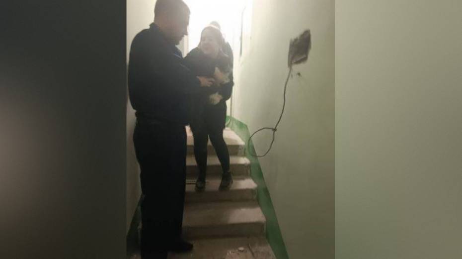В Воронеже спасли кота, застрявшего в стене дома