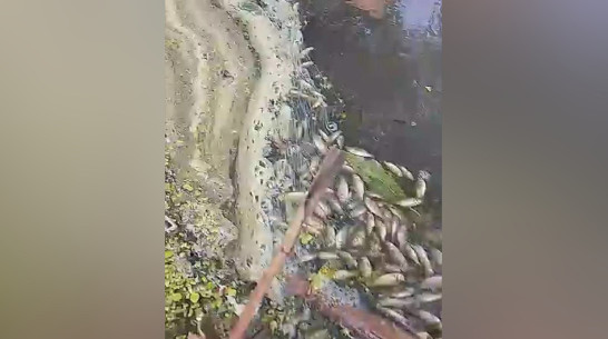 В воронежской реке массово погибла рыба