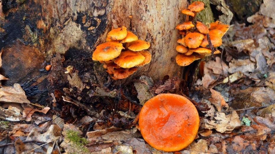 В бутурлиновском лесу появились февральские грибы