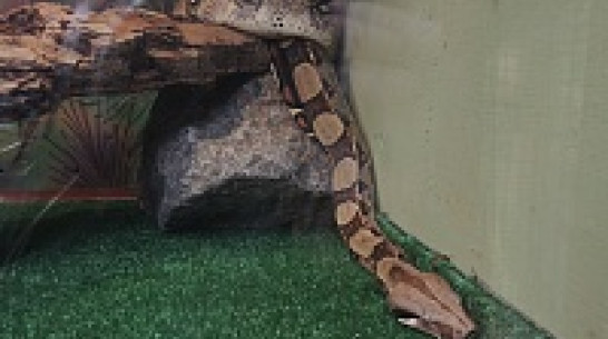 В Воронежском зоопарке питоны остались без яиц, а тигрице прописали успокоительное 